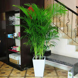 Egrow,Indoor,Seeds,Chrysalidocarpus,Lutescens,Areca,Plants,Bonsai,Decor,Plants