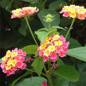 Egrow,Lantana,Seeds,Lantana,Camara,Flower,Seeds,Garden,Seeds