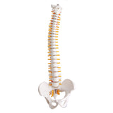 Lifesize,Human,Vertebral,Column,Model,Spine,Anatomy,Model,Vertebrae,Skeleton,Nerves,Medical,Model