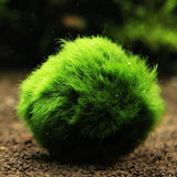 Egrow,Aquarium,Grass,Seeds,Water,Aquatic,Plant,Seeds,Ornamental,Grass