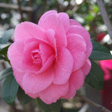 Egrow,Camellia,Flowers,Seeds,Potted,Plants,Garden,Decorations,Flower,Seeds