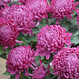 10Pcs,Chrysanthemum,Seeds,Garden,Flower,Bonsai,Seeds