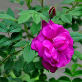 Egrow,Thorn,Seeds,Thorn,Rugosa,Semente,Plant,Flower,Seeds