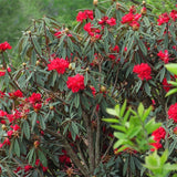 Egrow,Rhododendron,Delavayi,Seeds,Rhododendron,Delavayi,Plant,Rhododendron,Delavayi