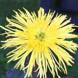 Egrow,Chrysanthemum,Seeds,Yellow,Chrysanthemum,Bonsai,Gardening,Flower,Plant