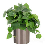 Egrow,Philodendron,Seeds,Philodendron,Bonsai,Indoor,Plants,Radiation,Absorb,Bonsai