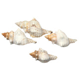 Natural,Trumpet,Shells,Conch,Snails,Ornament,Decorations