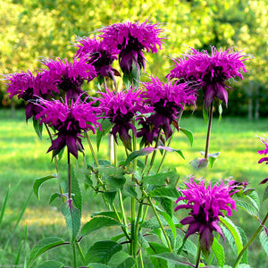 Egrow,Seeds,Purplish,Flower,Lilac,Bonsai,Garden,Plant