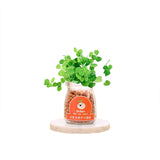 Creative,Negative,Hydroponic,Potted,Desktop,Water,Pebble,Carbon,Flower