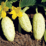 Egrow,Mexican,Gherkin,Seeds,Cucumber,Vegetable,Plants