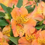 Egrow,Seeds,Peruvian,Alstroemeria,Bonsai,Plants,Beautiful,Lilies,Flower