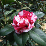 Egrow,Camellia,Flowers,Seeds,Potted,Plants,Garden,Decorations,Flower,Seeds