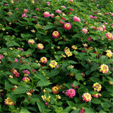 Egrow,Lantana,Seeds,Lantana,Camara,Flower,Seeds,Garden,Seeds