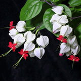 Egrow,20Pcs,Clerodendrum,thomsonae,Seeds,Flower,Garden,Bonsai,Seeds