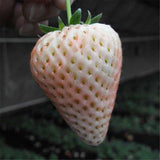 Egrow,White,Strawberry,Seeds,Garden,Indoor,Bonsai,Organic,Fragaria,Fruit