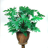 Egrow,Philodendron,Seeds,Kinds,Philodendron,Bonsai,Indoor,Plants,Radiation,Absorb,Plant