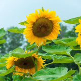 Egrow,Sunflower,Seeds,Garden,Snack,Flower,Decoration,Plants,Bonsai