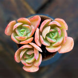 Egrow,Succulent,Seeds,Garden,Potted,Flower,Ornamental,Plants