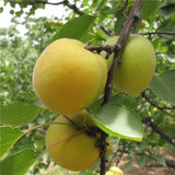 Egrow,Apricot,Seeds,Garden,Orchard,Green,Plants,Edible,Fruit,Seeds