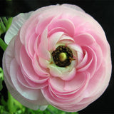 Egrow,Ranunculus,Asiaticus,Seeds,Garden,Persian,Buttercup,Seeds,Bonsai