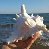 Large,Queen,Nautical,Shells,Conch,Natural,Seashell,Beach,Ocean,Decorations