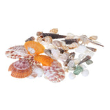 Natural,Conch,Shells,Decorations