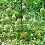 Egrow,Bottle,Gourd,Seeds,Annual,Garden,Beautiful,Decorative,Plant,Seeds,Vegetable,Seeds