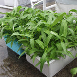 Soilless,Hydroponic,Cultivation,Equipment,Container,Vegetable,Planting,Growing,Container