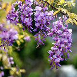 Egrow,Garden,Creepers,Wisteria,Seeds,Bonsai,Seeds,Ornamental,Plant,Flower,Seeds